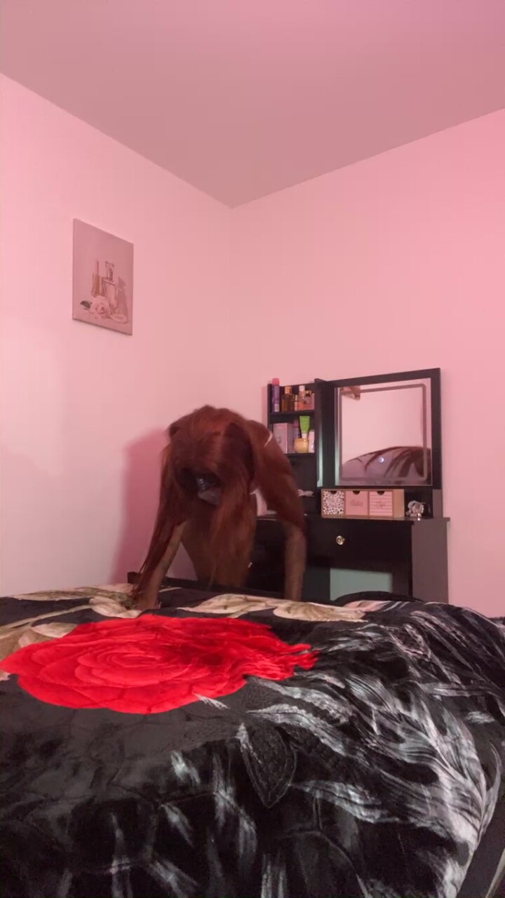 Velvetvandalx